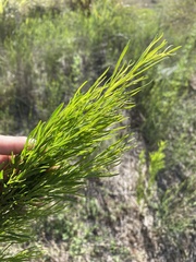 Baccharis neglecta