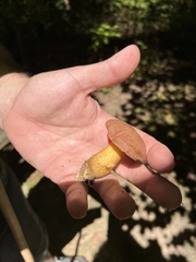 Aureoboletus auriporus