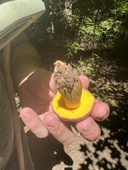 Aureoboletus auriporus