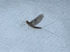 Callibaetis