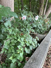 Hibiscus syriacus