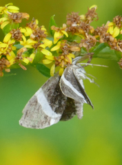 Trichodezia albovittata