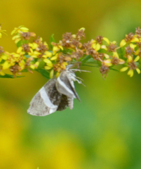 Trichodezia albovittata