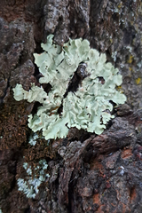 Flavoparmelia caperata