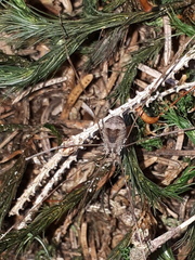 Leiobunum blackwalli