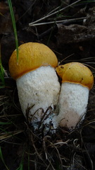 Leccinum albostipitatum