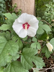 Hibiscus syriacus