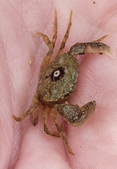 Rhithropanopeus harrisii