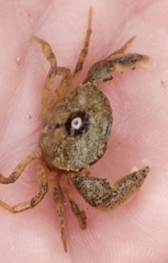 Rhithropanopeus harrisii