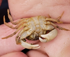 Rhithropanopeus harrisii