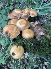 Kuehneromyces mutabilis
