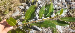 Salix lucida