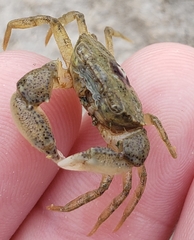 Rhithropanopeus harrisii