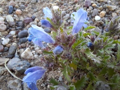 Dracocephalum foetidum