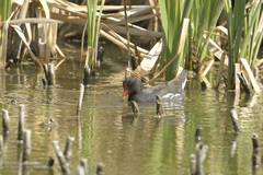 Gallinula chloropus meridionalis