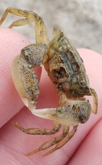 Rhithropanopeus harrisii