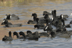 Fulica cristata