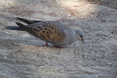 Streptopelia turtur
