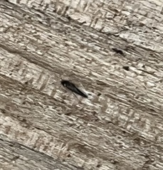 Sepedophilus
