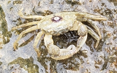 Rhithropanopeus harrisii