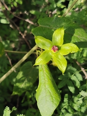 Gonolobus erianthus