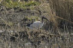 Threskiornis aethiopicus
