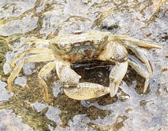 Rhithropanopeus harrisii