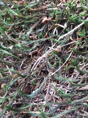 Leiobunum blackwalli