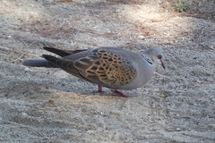 Streptopelia turtur