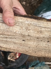 Sepedophilus
