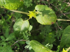 Gonolobus erianthus