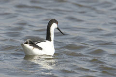 Recurvirostra avosetta