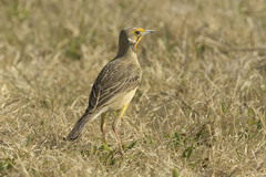 Macronyx capensis colletti