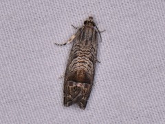 Ofatulena duodecemstriata