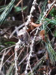 Leiobunum blackwalli