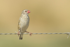 Quelea quelea lathamii