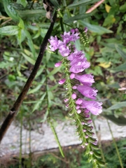 Physostegia