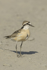 Charadrius pecuarius