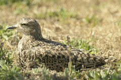 Burhinus capensis capensis