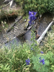Delphinium glaucum