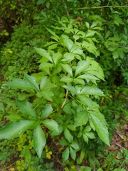 Eleutherococcus sieboldianus