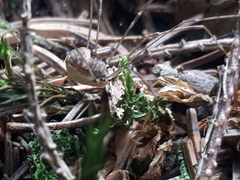 Leiobunum blackwalli