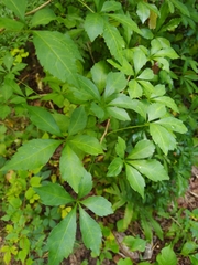 Eleutherococcus sieboldianus