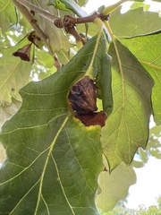 Andricus quercuspetiolicola