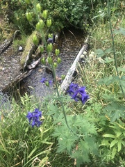 Delphinium glaucum