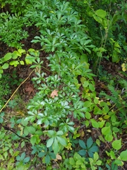 Eleutherococcus sieboldianus