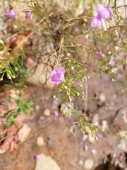 Agalinis tenuifolia