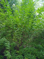 Eleutherococcus sieboldianus