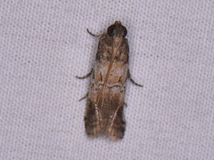 Chararica hystriculella