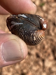 Corbicula fluminea